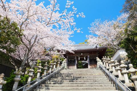 桜の写真