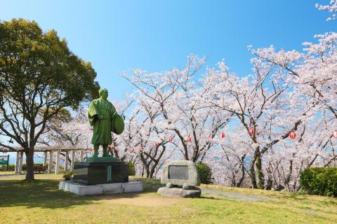 桜の写真