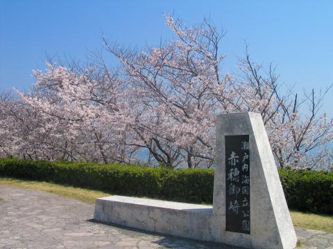 桜の写真