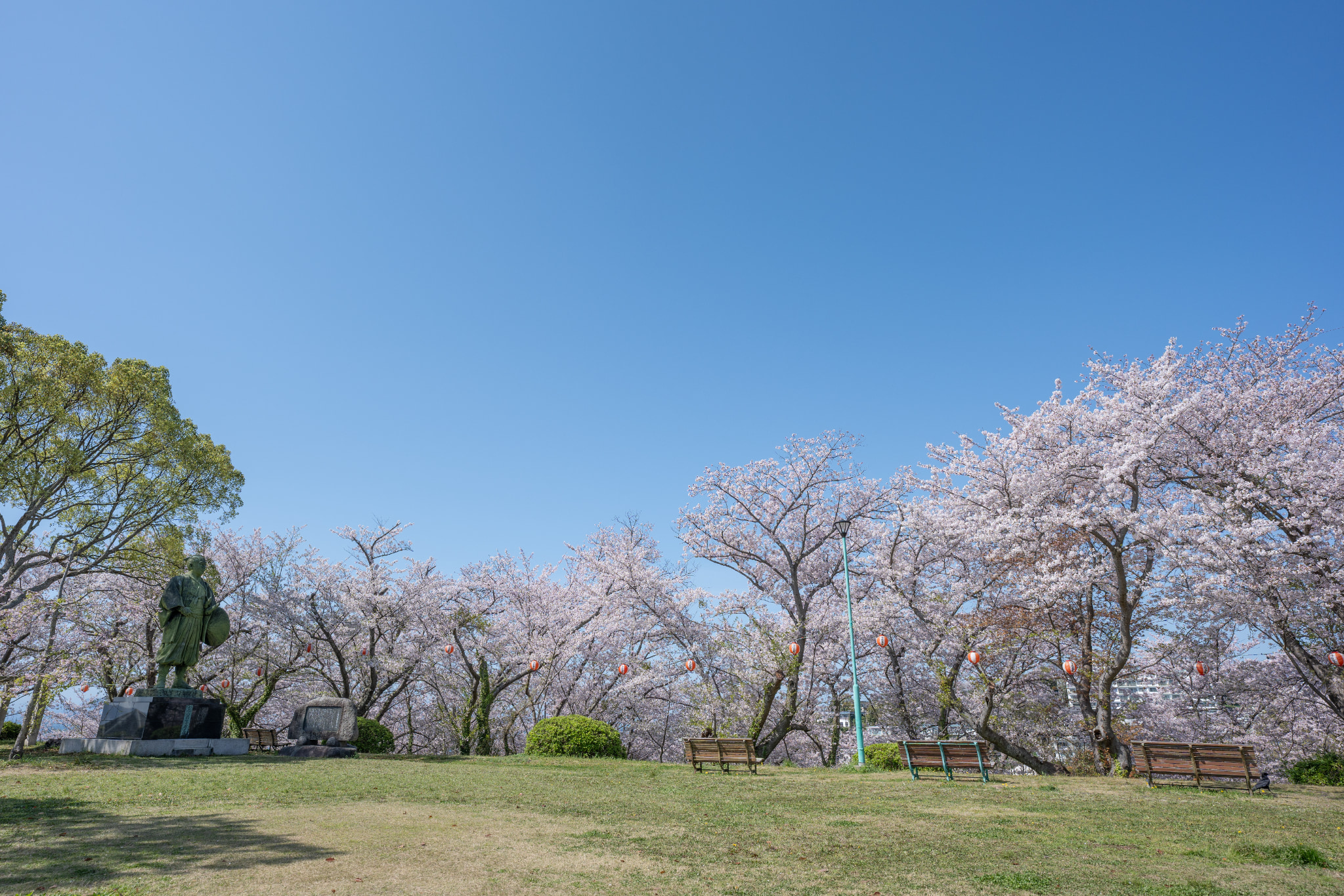 桜（赤穂御崎）